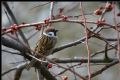 Passer montanus